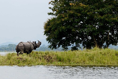 Famous landmark in Assam — Kaziranga National Park